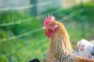 Close up of hen face