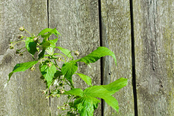 Green thorny plant on the background of wooden boards