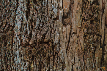 Closeup of the bark of an old tree