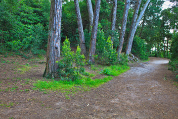 Road in a green forest in the spring