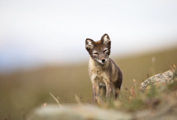 Arctic Fox, Vulpes lagopus, cub in natural habitat, summer in Svalbard Norway