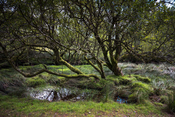 Old Trees growing on Dartmoor.. Dartmoor National Park is vast moorland in the county of Devon, England UK.