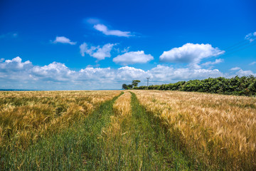Blue skies over a corn field near Lerryn in the Cornish countryside in the UK