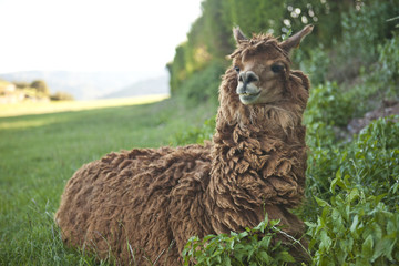 Brown Alpaca