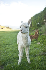 Baby Llama