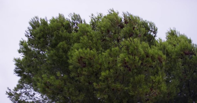 Sample Conifer, Top of Tree, Coniferous Evergreen Tree is Swaying at the Wind, green crown, tree at sunny day, windy.