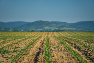 Fototapeta na wymiar Maize agriculture background - Baby corn field