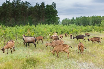 Goats grazing on grass. Farm animals.