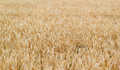 Endless field of wheat - landscape wide angle shot