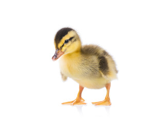 Naklejka premium Cute little yellow newborn duckling isolated on white background. Newly hatched duckling on a chicken farm.