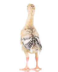 Cute little newborn chicken turkey, isolated on white background. One young nice big bird.