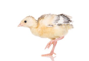 Cute little newborn chicken turkey, isolated on white background. One young nice big bird.