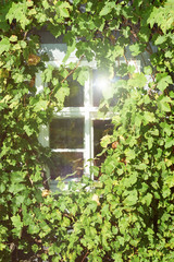 Historical building, closeup on a windows surrounder by grapes vine.