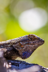 Lizard with Blue Scales