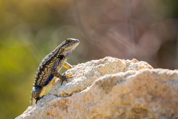 Blue Belly Lizard