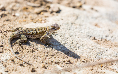 Lizard Sunbathing