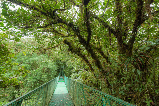 Suspension bridge in rainforest © Juhku