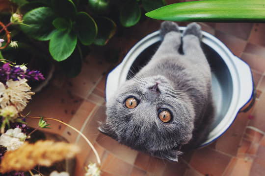 Funny gray Scottish Fold kitten sitting in pan and looking up, at camera