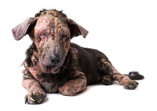 Closeup dog sick leprosy skin problem with white background