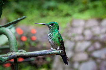 Green-crowned brilliant hummingbird sitting