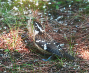 Red Breasted Grosbeak