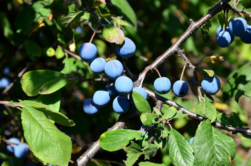 
Blue berry berries have a tart taste.