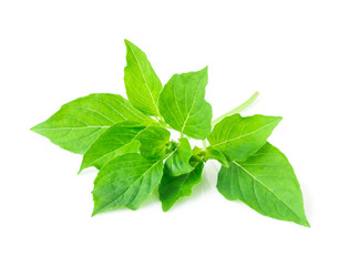 hoary basil or basilicum on white background, ingredient for cooking