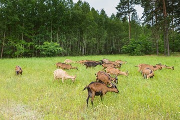 Goats grazing on grass