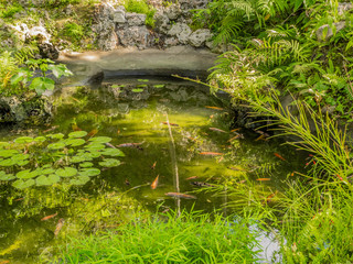 Garden pool with koi fish in Bridgetown, Barbados 