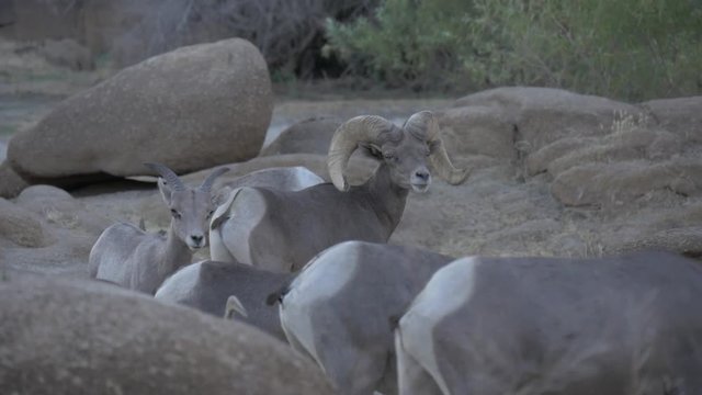 Desert Big Horn Sheep slomo