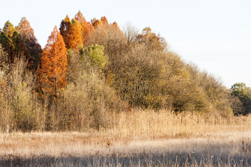 Plakaty  Jesienny krajobraz z jesiennymi liśćmi i nastrojowym światłem