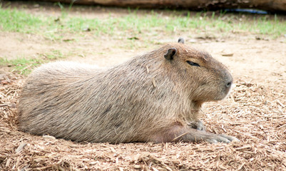 Capybara