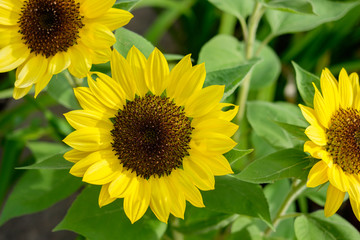 sunflower closeup