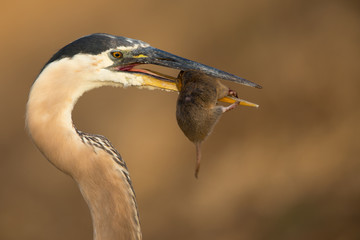 Great blue heron catching and eating a mole, seen in the wild in North California 