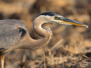 Curvy profile view of a great blue heron, seen in the wild in North California 