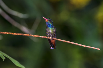 Beija-flor-safira (Hylocharis sapphirina) | Rufous-throated Sapphire