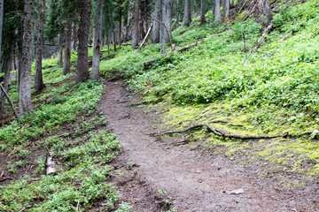 Courthouse mountain trail in the Uncompahgre National Forest