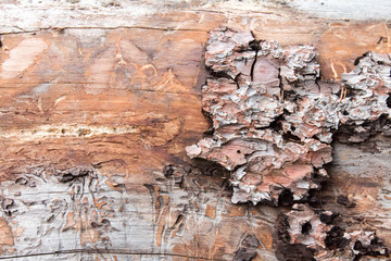 Insect burrows and bark on a decomposing pine log, close up