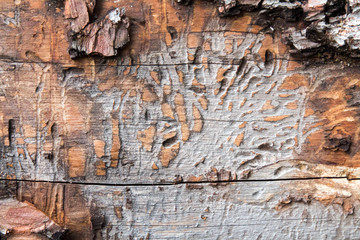 Pattern made by insects in decomposing wood