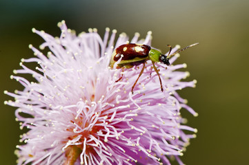 Inseto Vaquinha em Flôr Dormideira (Diabrotica sp. e Mimosa pudica) | Cucumber beetles and Mimosa pudica