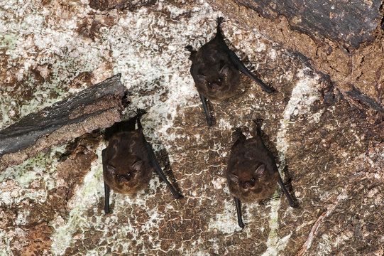 Morcego-de-cauda-curta (Carollia perspicillata) | Seba's short-tailed bat