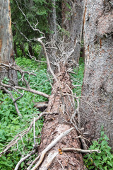 Fallen pine tree in the forest