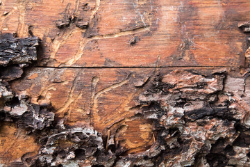 Texture of a decomposing log