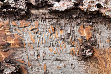 Full frame pine log with insect burrows