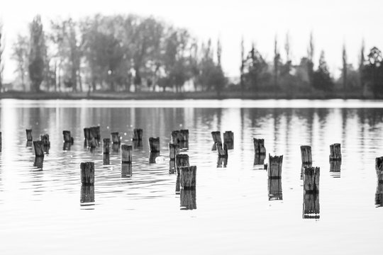 Black and white photo of flooded tree trunks from felled trees with reeds, vegetation and reflexions
