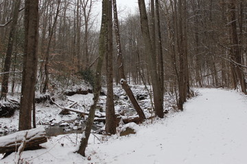 forest walk