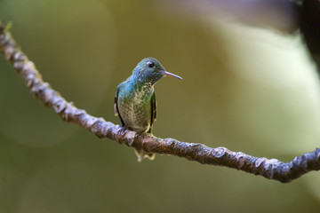 Beija-flor-de-banda-branca (Amazilia versicolor) | Versicolored Emerald