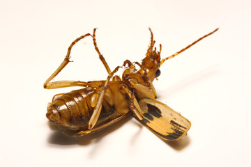 Bombardier beetles on a smooth background.