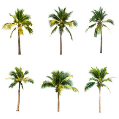 Coconut tree on white background 

