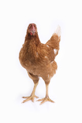 Brown hen standing on white background.